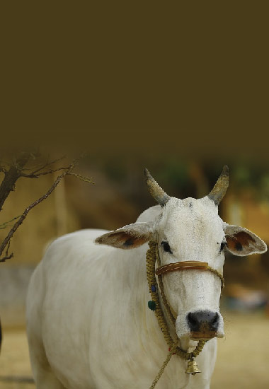 Cattle Insurance Policy | HDFC Ergo