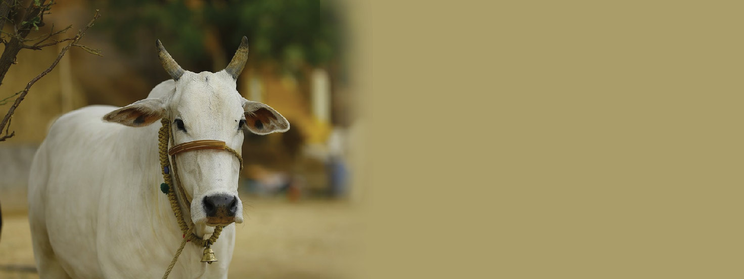 Cattle Insurance Policy | HDFC Ergo