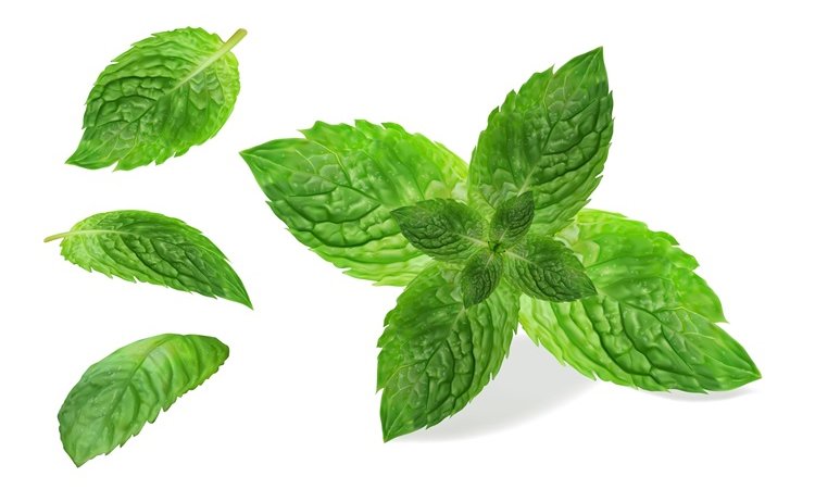 Pudina Leaves: A Natural Remedy for Wellness Pudina Leaves: The Secret to Health and Vitality