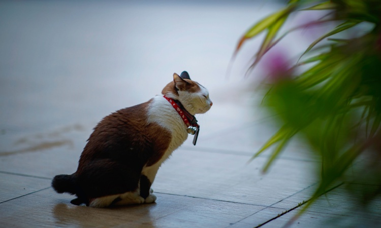 Cat Drinking Too Much Water?