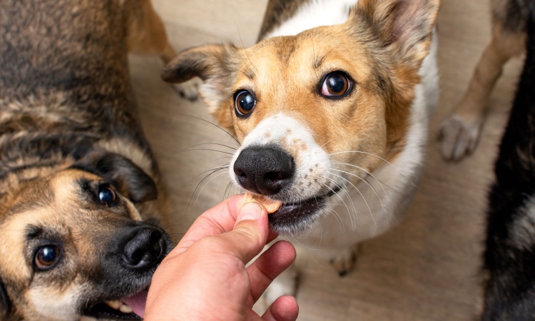 Dehydrated Dog Food Guide: Benefits, Drawbacks & Vet Advice
