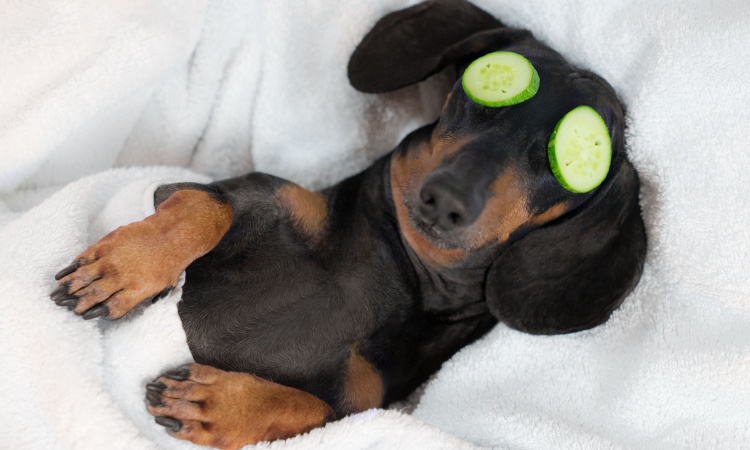 Everyday Pet Care Habits That Often Go Unnoticed