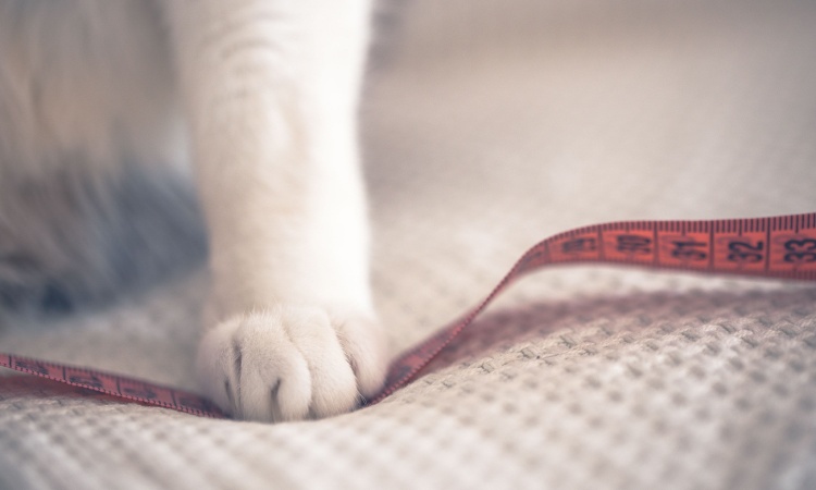 How to Help a Cat Lose Weight Safely and Effectively