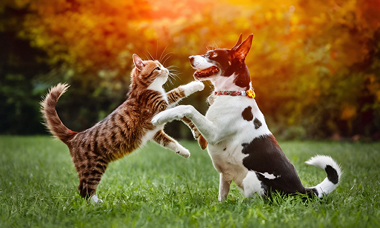 How AI is Helping Us Understand What Our Pets Are Saying
