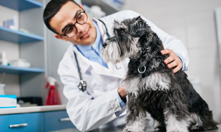 How Much Does a Vet Visit for Your Dog Really Cost