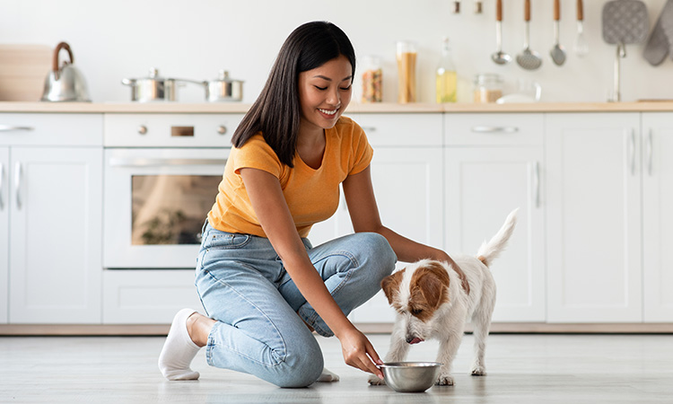 Human Foods That Are Safe for Dogs Human Foods That Are Safe for Dogs