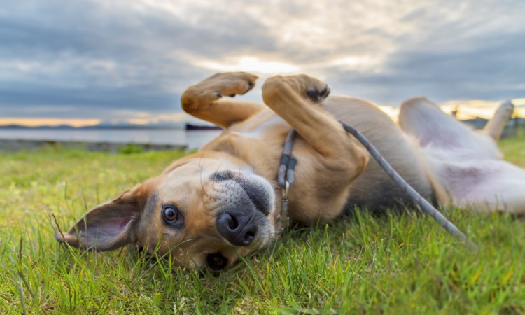 The Best Flea and Tick Fixes for Your Dog’s Comfort The Best Flea and Tick Fixes for Your Dog’s Comfort