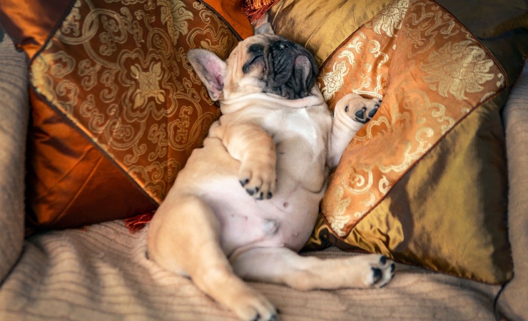Why Your Dog Sleeps So Much and What It Means