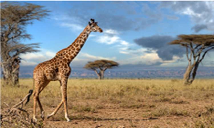 The best time to visit Tanzania and Zanzibar
