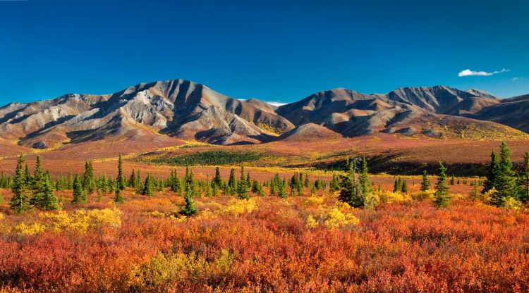 Denali National Park Denali National Park