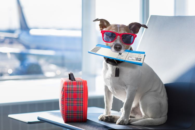 Introducing the Indian Pet Passport Introducing the Indian Pet Passport