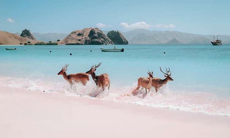 top-ten-reasons-to-experience-indonesias-komodo-national-park