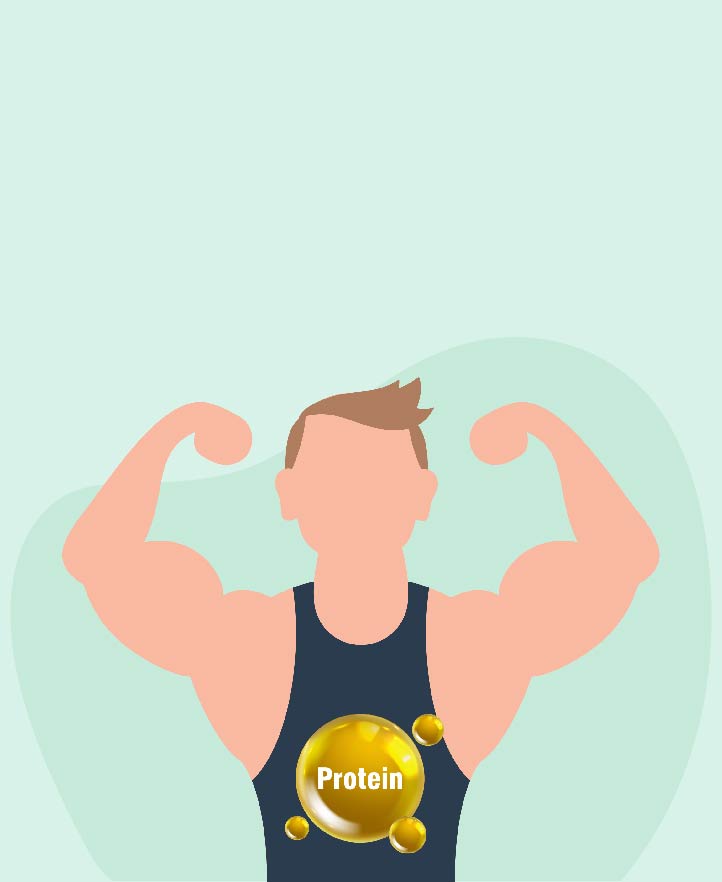 Optimal Protein Intake for Muscle Building