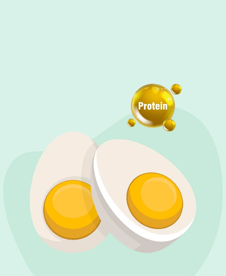 Protein Content in Eggs