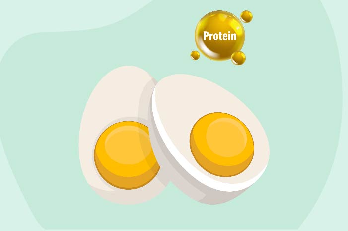 How much Protein do Eggs Contain?