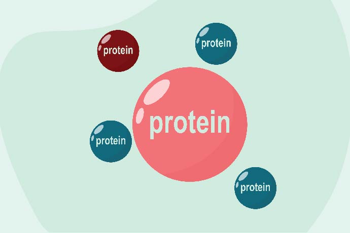 What are the 3 types of protein?