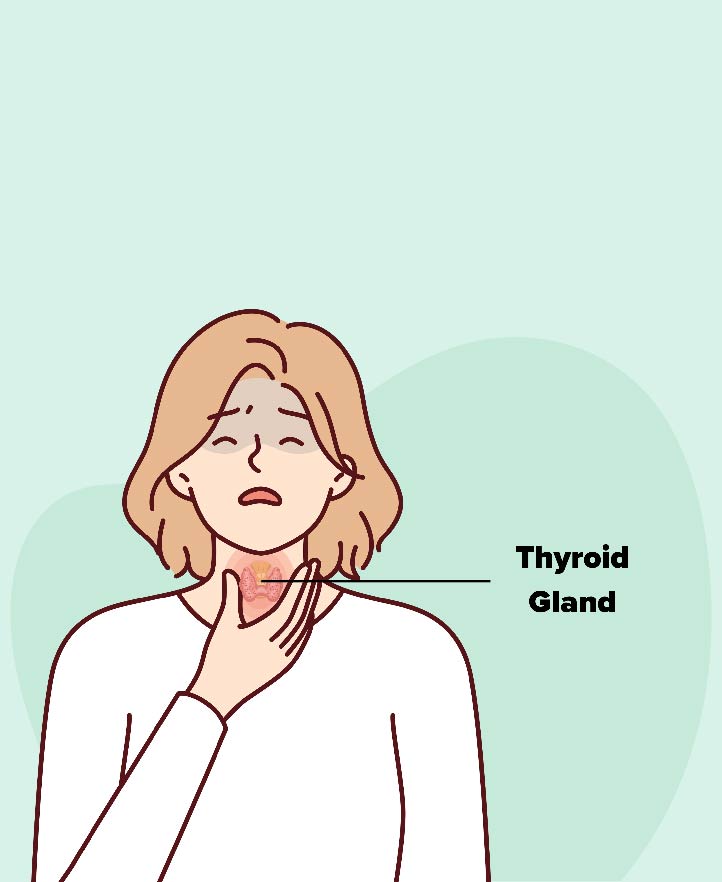 Where is Thyroid Gland Located?