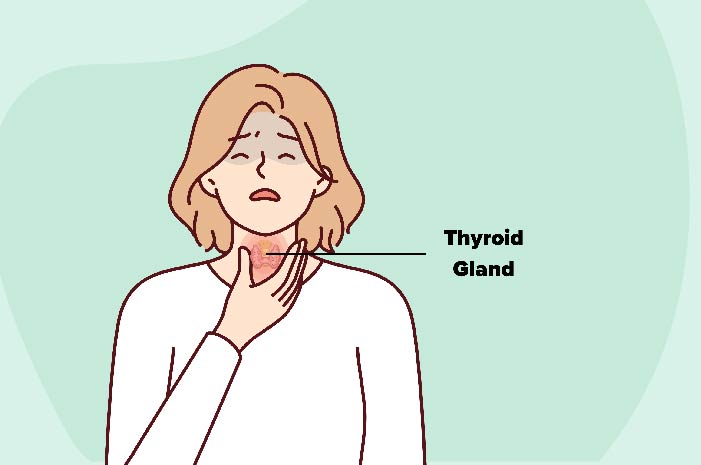 Where is Thyroid Gland Located in the Body?